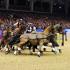 FEI World Cup Driving â€“ London Olympia